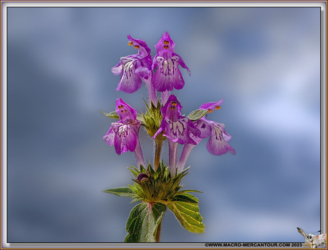 Galeopsis 